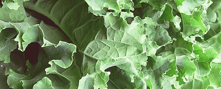 Panic in the Big Apple as blizzard leads to #kalepocalypse