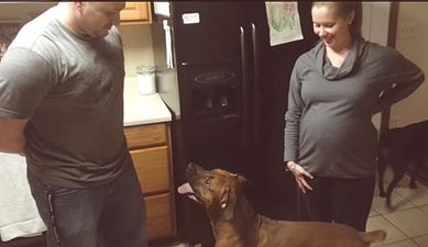 WATCH: Protective dog keeps a careful eye on his owner’s baby bump