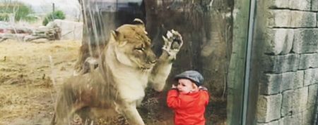 WATCH: This toddler gets uncomfortably close to a curious lioness