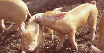 Dublin Zoo has some new arrivals. And they’re SERIOUSLY squee-worthy