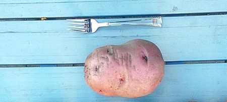 How to turn one potato into 20 potatoes. For free