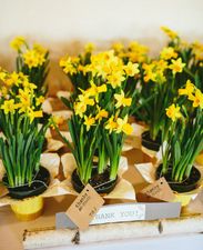 Support cancer services: Today is Daffodil Day