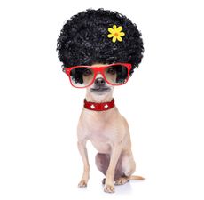 Thinking of buying your child a pet? Don’t do anything until you read this