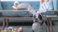 Riding the Roomba: First a baby, then a cat, now an Easter Dog