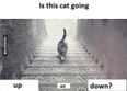 Is this cat walking up or down stairs? The new #Dressgate has the Internet flummoxed