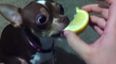 WATCH: Stuck for Giggles? Puppy licking a lemon is hilarious!