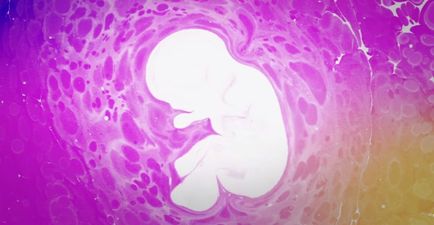 WATCH: This amazing video shows what REALLY happens during IVF