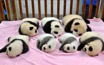 So this exists… Prepare for cuteness overload