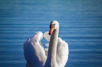 Supervet Noel Fitzpatrick saves swan lost in the middle of a busy Dublin road