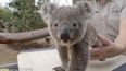 Pass the tissue – Watch adorable baby koala being weighed at San Diego Zoo