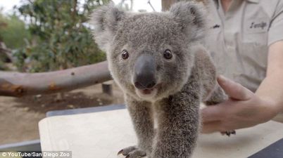 Pass the tissue – Watch adorable baby koala being weighed at San Diego Zoo