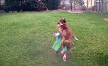 WATCH: 10 dogs take out 10 kids in the funniest 10 seconds of video EVER