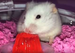 WATCH: Adorable hamsters love going to Hamster Playschool