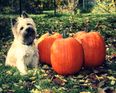 How To Keep Your Pets Safe This Hallowe’en