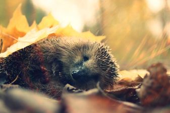 Video: Tiny Hedgehogs Asleep In A Muffin Tin