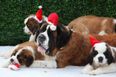Christmas costumes for dogs are cute, but be warned that they’re not for every pet