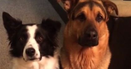 Watch: This Video Of A Dog Hugging Its Best Friend Has Gone Viral