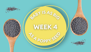 Your baby at 4 weeks: Week-by-week guide to pregnancy