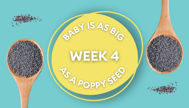 Your baby at 4 weeks: Week-by-week guide to pregnancy