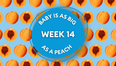 Your baby at 14 weeks pregnant: Week-by-week guide to development