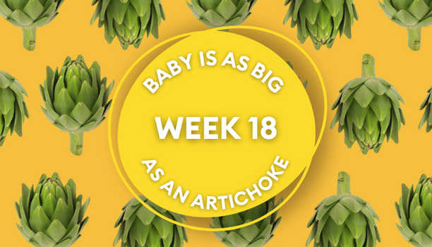 artichoke pregnancy image