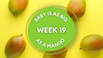 Your baby at 19 weeks pregnant: Week-by-week guide to development