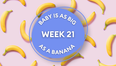 Your baby at 21 weeks pregnant: Week-by-week guide to development