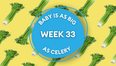 Your baby at 33 weeks pregnant: Week-by-week guide to development