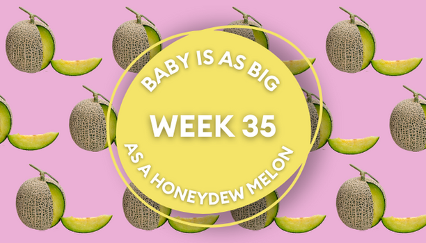 honeydew melon pregnancy image