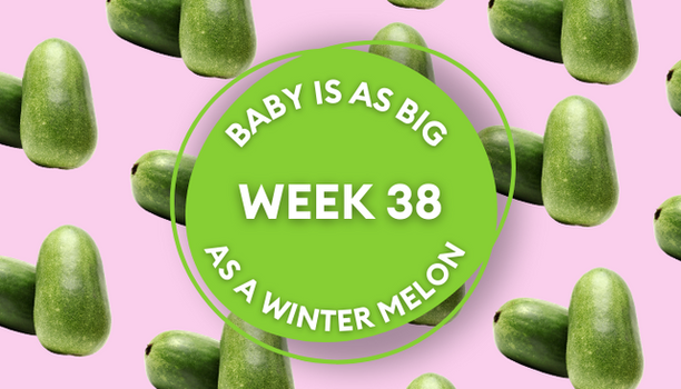 winter melon pregnancy image