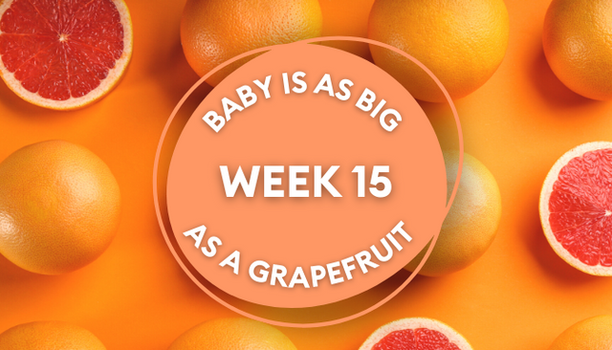 grapefruit week 15 pregnancy