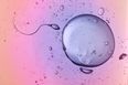 Infographic Shows The Impact That Time Has On Your Fertility