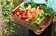 The 99c Vegetable That Could Cut Your Risk Of Cancer By 60%