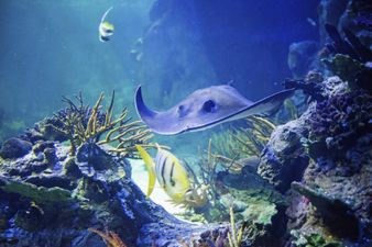 Daddy Day Care: Give Mum A Break And Head Out With The Kids On Sunday