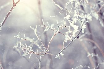 It Looks Like We Might Have a White Easter…