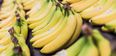 Newsflash: You Should Be Eating Your Banana Peels