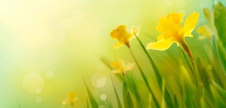 Today Show To Host Mega Makeover To Celebrate Daffodil Day