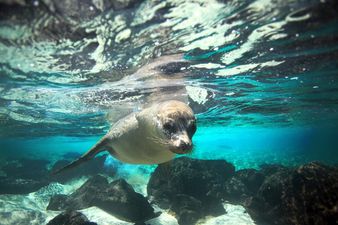 Wicklow’s ‘Sammy The Seal’ Gives Us All A Lesson In Perseverance