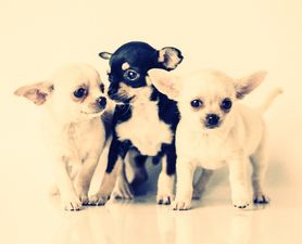 This Hilarious Photo Of Puppies And Pastries Almost Broke The Internet