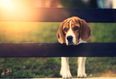ISPCA issue advice to pet owners ahead of the heatwave