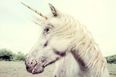 ‘Magical Unicorn Weekends’ are happening in Ireland and we’re going