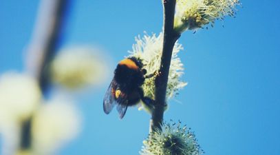 Suffer From Hay Fever? This New App Could Come In Handy!
