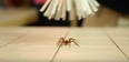 Irish Dad Invents Spider Catcher Because of Son’s Phobia