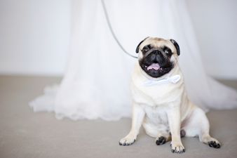 Weddings And Pets: Bonkers Or A Fun Memorable Day For Everyone?