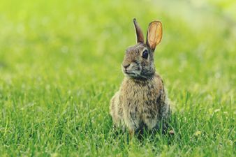 20 Baby Names Taken From The World of Beatrix Potter