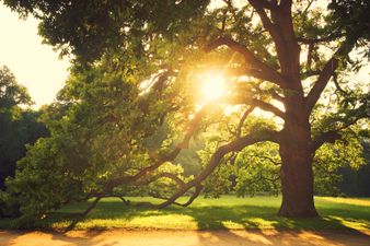 Temperatures To Reach 21 Degrees Celsius This Weekend