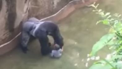 Audio of Mum’s 911 Call After Son Fell Into Gorilla Enclosure Has Been Released