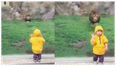 Lion Charges At Little Child in the Zoo – Glass Stops it In Its Tracks