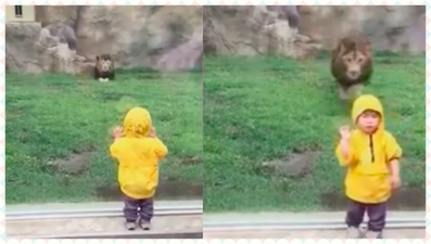 Lion Charges At Little Child in the Zoo – Glass Stops it In Its Tracks