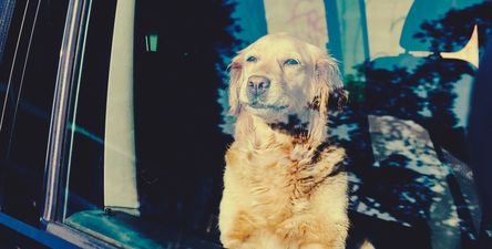 Gardaí Investigating Death of Dog Which Was Locked in Car Outside Bloom Festival